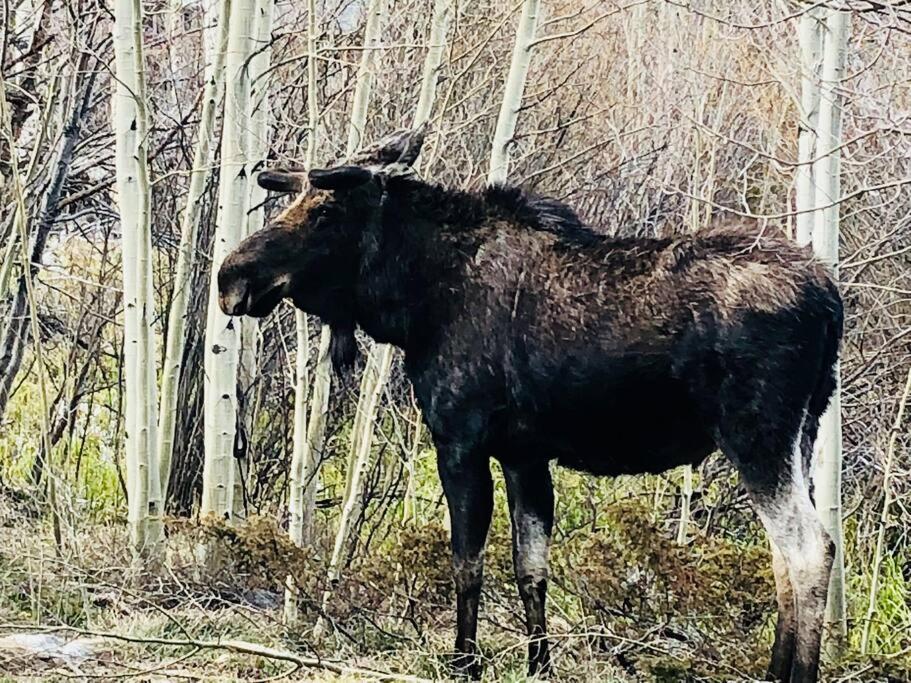 Boulder Best City And Nature With Lake And Trails Pets Ok Dış mekan fotoğraf
